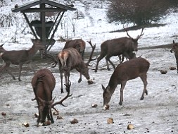 Hirschefütterung im Winter bei Oberammergau